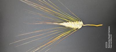 Click for 2 image(s) for this accession. SPIKE